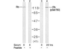 Western blot analysis of extract from K562 cells untreated or treated with 10% serum after 48 hours of starvation, using Rb (Ab-780) antibody (E021110, Lane 1 and 2) and Rb (phospho-Ser780) antibody (E011132, Lane 3 and 4). (Retinoblastoma 1 抗体)