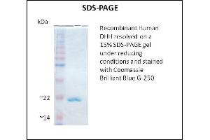 SDS-PAGE (SDS) image for Desert Hedgehog (DHH) (Active) protein (ABIN5509480) (desert Hedgehog 蛋白)