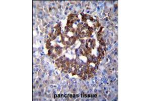 PCDH20 Antibody immunohistochemistry analysis in formalin fixed and paraffin embedded human pancreas tissue followed by peroxidase conjugation of the secondary antibody and DAB staining. (PCDH20 抗体  (AA 445-472))