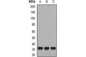 Western blot analysis of CD27 expression in Raji (A), HL60 (B), mouse skeletal muscle (C) whole cell lysates. (CD27 抗体)