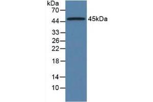 Mouse Detection antibody from the kit in WB with Positive Control: Sample Rat Pancreas Tissue. (ORM1 ELISA 试剂盒)