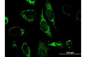 Immunofluorescence (IF) image for anti-Endo/exonuclease (5'-3'), Endonuclease G-Like (EXOG) (AA 269-368) antibody (ABIN523319)