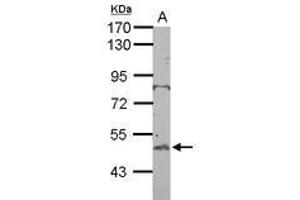 Image no. 1 for anti-BTB (POZ) Domain Containing 10 (BTBD10) (AA 188-436) antibody (ABIN1501880) (BTBD10 抗体  (AA 188-436))