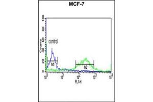 Flow cytometric analysis of MCF-7 cells using ETS2 Antibody (Center) Cat. (ETS2 抗体  (Middle Region))