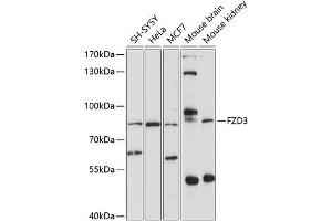 Western blot analysis of extracts of various cell lines, using FZD3 antibody (ABIN6131660, ABIN6140839, ABIN6140840 and ABIN6214182) at 1:1000 dilution. (FZD3 抗体  (AA 23-205))