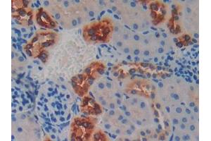 IHC-P analysis of Mouse Kidney Tissue, with DAB staining. (Kallikrein 6 抗体  (AA 19-261))