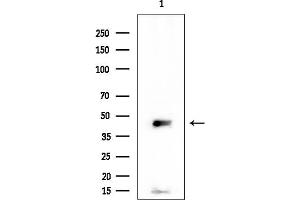 anti-Lysophosphatidic Acid Receptor 3 (LPAR3) (Internal Region) antibody