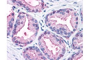 Anti-MAPK3 / ERK1 antibody IHC of human prostate. (ERK1 抗体  (Internal Region))