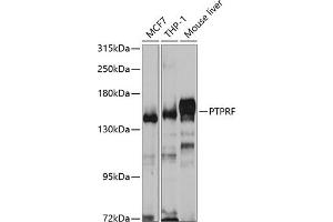 Western blot analysis of extracts of various cell lines, using PTPRF antibody (ABIN6129316, ABIN6146462, ABIN6146463 and ABIN6221096) at 1:1000 dilution. (PTPRF 抗体  (AA 30-190))