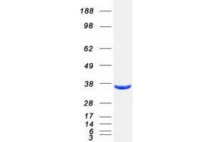 Western Blotting (WB) image for Geranylgeranyl Diphosphate Synthase 1 (GGPS1) (Transcript Variant 1) protein (Myc-DYKDDDDK Tag) (ABIN2721821)