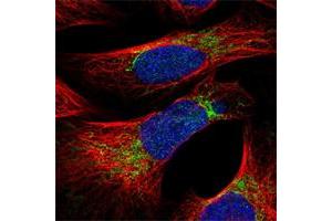 Immunofluorescent staining of human cell line U-2 OS shows positivity in mitochondria.