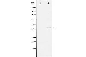 Western blot analysis of C/EBP- alpha phosphorylation expression in EGF treated HepG2 whole cell lysates,The lane on the left is treated with the antigen-specific peptide. (CEBPA 抗体  (pSer21))