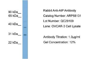 WB Suggested Anti-AIP  Antibody Titration: 0.