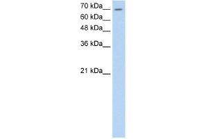 Human HepG2; WB Suggested Anti-LSR Antibody Titration: 0. (LSR / LISCH (C-Term) 抗体)