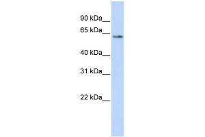 WB Suggested Anti-TP53 Antibody Titration:  0. (p53 抗体  (N-Term))
