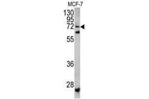 Western blot analysis of SCFD1 antibody (C-term) in MCF-7 cell line lysates (35ug/lane). (SCFD1 抗体  (C-Term))