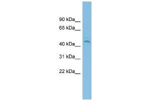 WB Suggested Anti-C19orf55 Antibody Titration: 0. (C19orf55 抗体  (Middle Region))