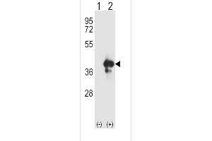 Western blot analysis of APEX1 using rabbit polyclonal APEX1 Antibody using 293 cell lysates (2 ug/lane) either nontransfected (Lane 1) or transiently transfected (Lane 2) with the APEX1 gene. (APEX1 抗体  (N-Term))