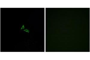Immunofluorescence analysis of A549 cells, using EDG7 Antibody. (LPAR3 抗体  (AA 281-330))
