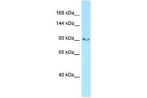 Host: Rabbit Target Name: Gria3 Sample Type: Rat Stomach lysates Antibody Dilution: 1. (Glutamate Receptor 3 抗体  (Middle Region))