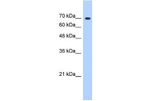 SF4 antibody used at 0. (Splicing Factor 4 抗体  (N-Term))