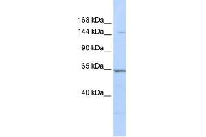 WB Suggested Anti-RERE Antibody Titration:  0. (RERE 抗体  (N-Term))