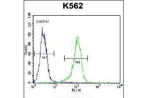 Flow cytometric analysis of K562 cells (right histogram) compared to a negative control cell (left histogram). (LIPC 抗体  (AA 310-338))