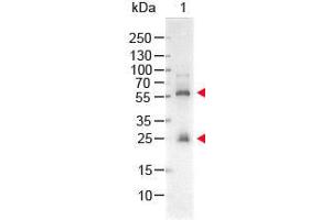 Western Blot of STREPTAVIDIN ALKALINE PHOSPHATASE Conjugated Lane 1: Biotin conjugated Guinea Pig IgG Load: 50 ng per lane Secondary antibody: STREPTAVIDIN ALKALINE PHOSPHATASE Conjugated at 1:1,000 for 60 min at RT Block: ABIN925618 for 30 min at RT Predicted/Obsevered Size: 28 and 55 kDa/28 and 55 kDa for Guinea Pig IgG. (Streptavidin Protein (Alkaline Phosphatase (AP)))