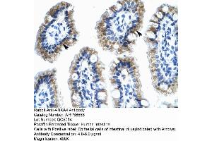Human Intestine (Annexin IV 抗体  (N-Term))