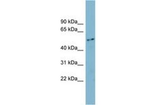 FAM90A1 antibody  (AA 35-84)
