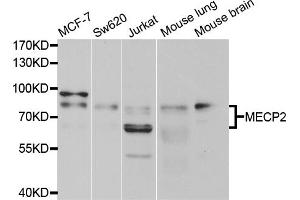 Western blot analysis of extracts of various cell lines, using MECP2 antibody. (MECP2 抗体)