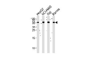 Western blot analysis of lysates from HepG2,NCI-,Raji,Ramos cell line (from left to right),using P3 Antibody (N-term) . (MMP3 抗体  (N-Term))