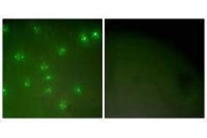 Immunofluorescence analysis of COS7 cells, using Cyclin A antibody. (Cyclin A1 抗体)