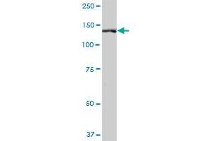 SLTM MaxPab polyclonal antibody. (SLTM 抗体  (AA 1-478))