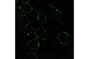 Immunohistochemistry (IHC) image for anti-Synaptotagmin II (SYT2) (AA 406-422), (Cytoplasmic Domain) antibody (ABIN1742202)