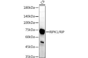 Western blot analysis of extracts of C6 cells, using RIPK1/RIP antibody (ABIN6132596, ABIN6146959, ABIN6146960 and ABIN6223282) at 1:1000 dilution. (RIPK1 抗体  (AA 170-440))