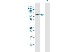 Western Blot analysis of IRAK3 expression in transfected 293T cell line by IRAK3 MaxPab polyclonal antibody.
