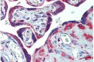 Placenta, Human: Formalin-Fixed, Paraffin-Embedded (FFPE) (PDIA4 抗体  (AA 623-638))