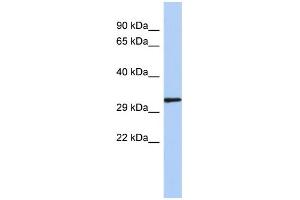 WB Suggested Anti-NKX2-2 Antibody Titration:  0. (Nkx2-2 抗体  (N-Term))