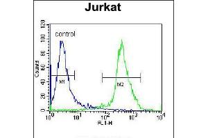 Flow cytometric analysis of Jurkat cells (right histogram) compared to a negative control cell (left histogram). (ZNF841 抗体  (N-Term))