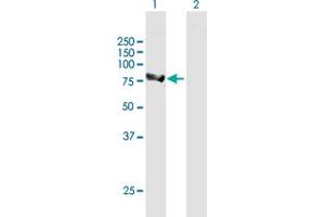 Western Blot analysis of ALDH16A1 expression in transfected 293T cell line by ALDH16A1 MaxPab polyclonal antibody. (ALDH16A1 抗体  (AA 1-802))