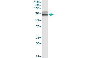 HPX monoclonal antibody (M01), clone 3A9-1A9. (Hemopexin 抗体  (AA 1-254))