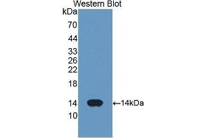 Western Blotting (WB) image for anti-Cytochrome C, Somatic (CYCS) (AA 5-100) antibody (ABIN1077973) (Cytochrome C 抗体  (AA 5-100))