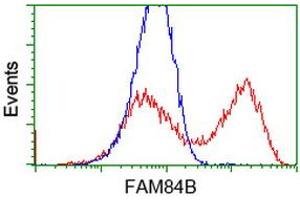 HEK293T cells transfected with either RC207996 overexpress plasmid (Red) or empty vector control plasmid (Blue) were immunostained by anti-FAM84B antibody (ABIN2453028), and then analyzed by flow cytometry. (FAM84B 抗体)