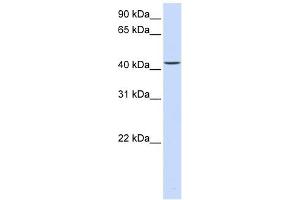 PARVB antibody used at 1 ug/ml to detect target protein. (Parvin, beta 抗体  (C-Term))
