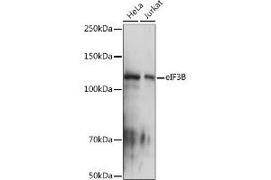 Western blot analysis of extracts of various cell lines, using eIF3B Rabbit mAb (ABIN7267042) at 1:1000 dilution. (EIF3B 抗体)