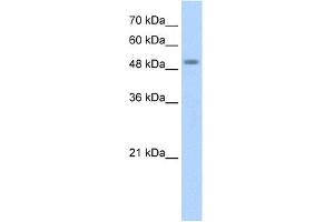 WB Suggested Anti-STK11 Antibody Titration:  1. (LKB1 抗体  (N-Term))