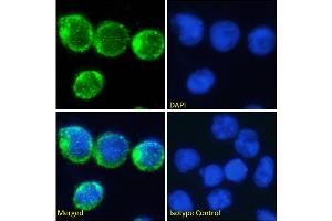 Immunofluorescence staining of fixed Molt4 cells with anti-CD2 antibody YTH 655. (Recombinant CD2 抗体)