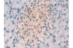 Detection of NPM1 in Mouse Pancreas Tissue using Polyclonal Antibody to Nucleophosmin 1 (NPM1)