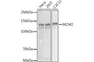 Western blot analysis of extracts of various cell lines, using MCM2 antibody (ABIN7268538) at 1:1000 dilution. (MCM2 抗体)
